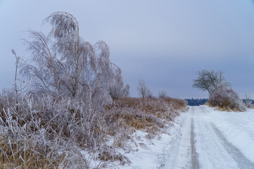 podkrakowskie zimowe widoki , jarzębina zmarznięta © rob