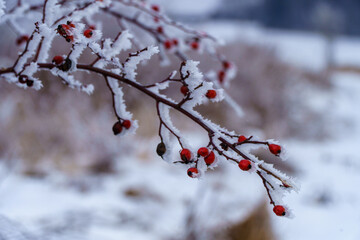 podkrakowskie zimowe widoki , jarzębina zmarznięta © rob