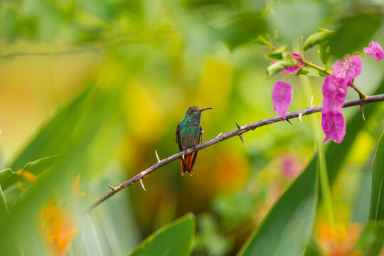 Profile Of A Hummingbird Perched On A Branch With Flowers