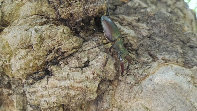 Close-up of Greater Stag Beetle (Lucanus cervus) crawls downward rough old tree trunk. Close-up of European Stag Beetle moving down an old tree.