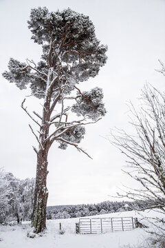 Scots Pine tree covered in snow