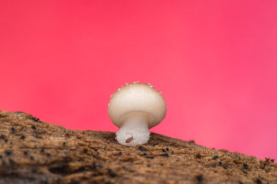 Macro Of Tiny Mushroom And Springtail On Pink Background