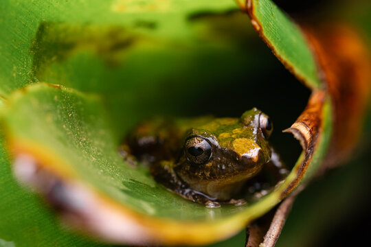 Extreme Close Up Portrait Of Tiny Tree Frog In Leaf