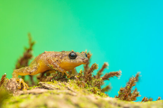 Macro Profile Of Tiny Frog On Moss Against Green Blue Background