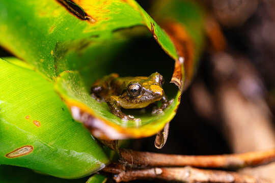 Macro Of Tiny Tree Frog Sheltering Inside Green Leaf