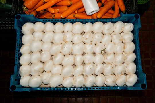 Fresh White Mushrooms in Blue Crate