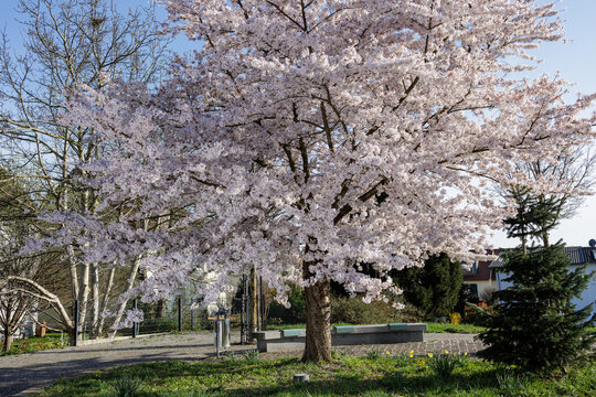 Large tree with white blossoms
