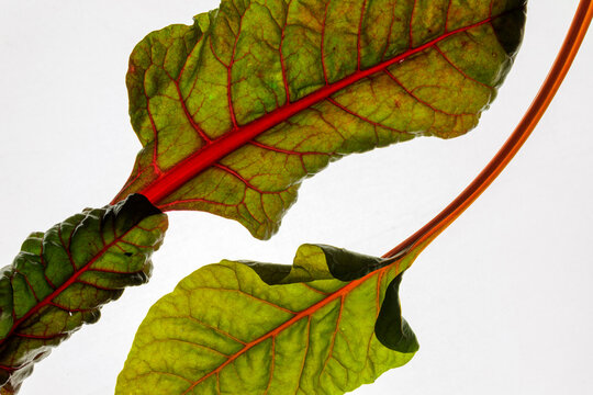 Swiss chard
