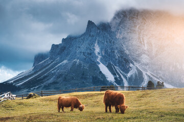 Two Scottish Highland cows grazing on alpine meadow with dramatic Dolomites mountains in background, Italy. Traditional cattle breed in rural farmland of the European Alps. Scenic landscape with cows