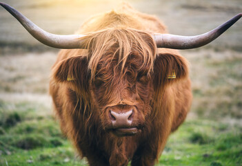 Close up portrait of Scottish Highland cow with long horns and shaggy fur standing on alpine meadow in Dolomites, Italy. Traditional cattle breed in rural farming landscape of European Alps. Bull © den-belitsky