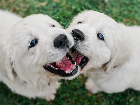 8 week old golden retriever puppies play and smile