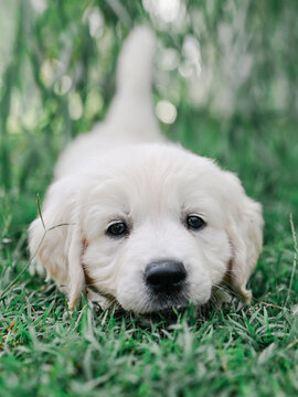 golden retriever puppy stalking camera