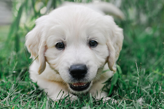 golden retriever puppy pounces towards camera