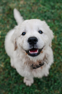 Beautiful golden retriever smile