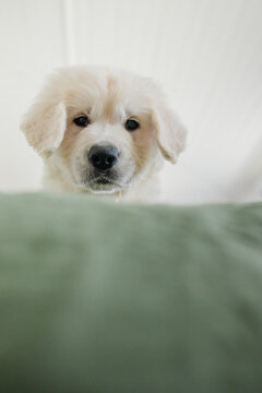 A golden retriever peers over the edge of a bed
