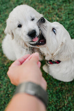 A golden retriever puppy goes in to steal a treat
