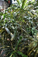 Lush foliage of Codiaeum variegatum (Garden Croton) with variegated yellow and green leaves in a tropical greenhouse, dense indoor jungle environment featuring exotic ornamental houseplant
