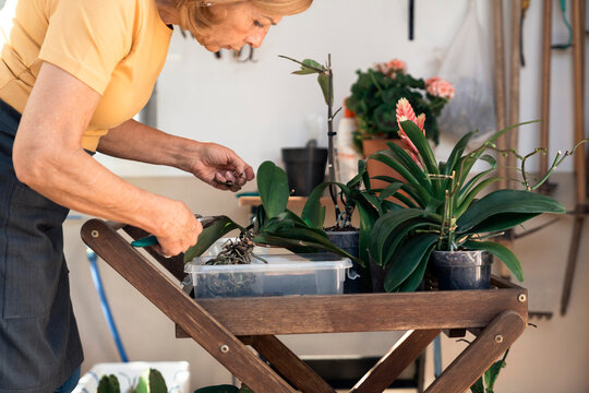 Ederly woman gardener wearing an apron caring for orchids