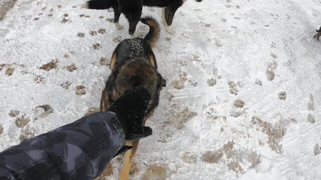 Dog weasel men hand in winter outdoors, slow motion