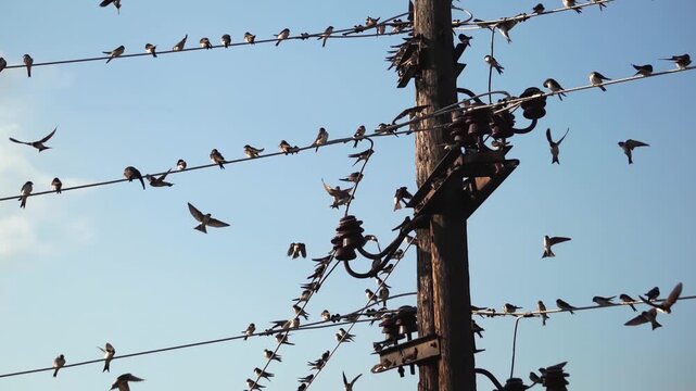 Swallow birds resting on electric power line wire during migration on south