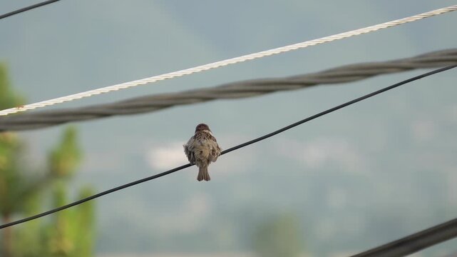 Sparrow bird sitting on electric wire and fly away