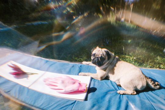 The dog is resting.