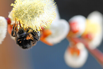 stone bumblebee with mites on Willow catkins