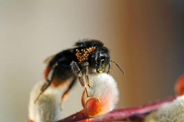 stone bumblebee with mites on Willow catkins