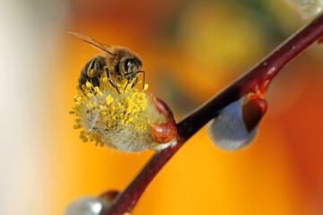  western honey bee on Willow catkins