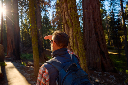 Man explores redwood forest