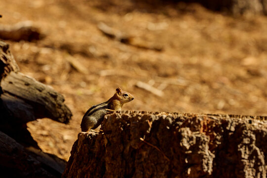 Little chipmunk