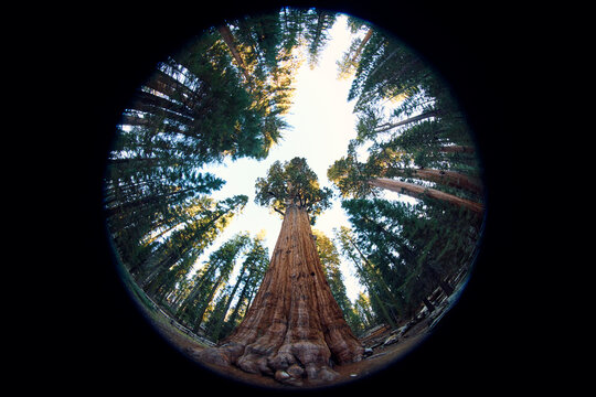 General Sherman Sequoia