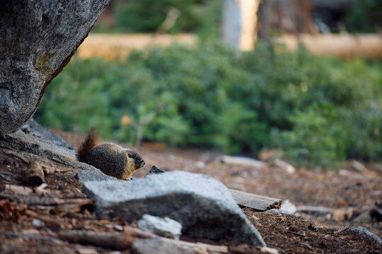 Fluffy marmot among the rocks