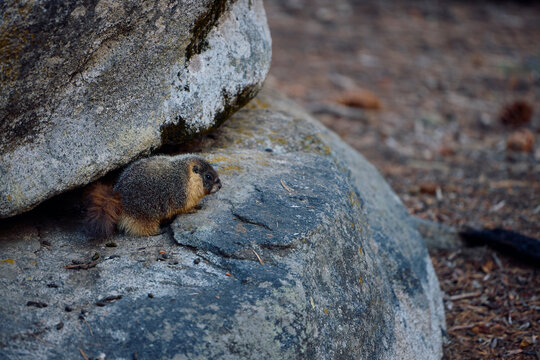 Large marmot among the rocks