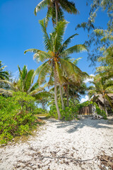 Obraz premium Végétation tropicale accès plage en Polynésie