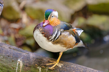 Colorful Mandarin Duck on Wooden Log