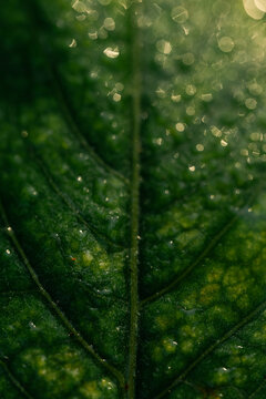Warm light coming onto a dewey leaf