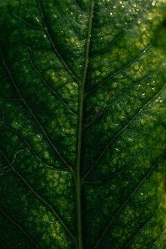 Macro dewey leaf