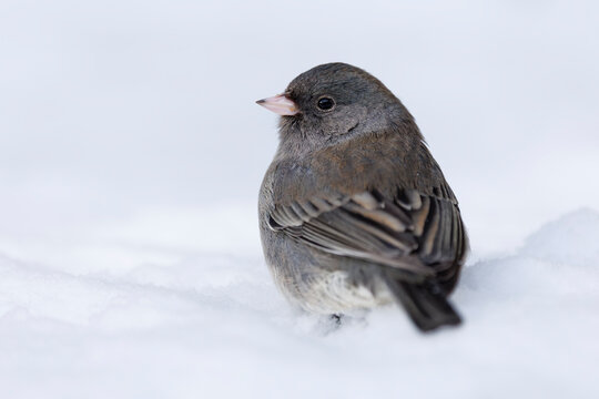 Dark-eyed Junco