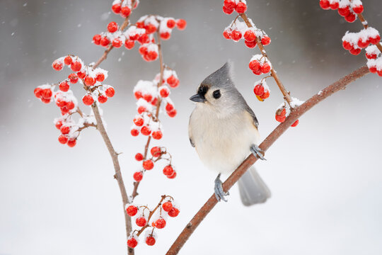 Tufted Titmouse with Berries