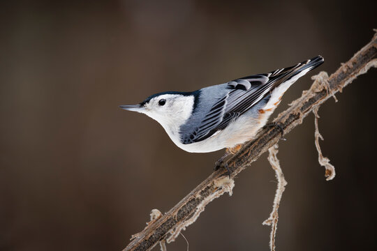White-breasted Nuthatch