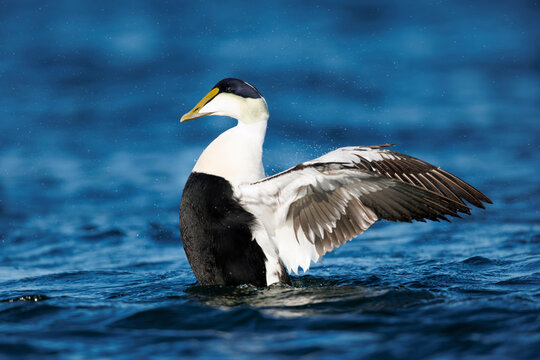 Eider Wing Stretch