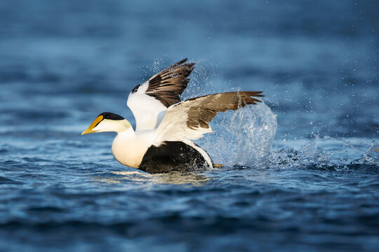 Common Eider