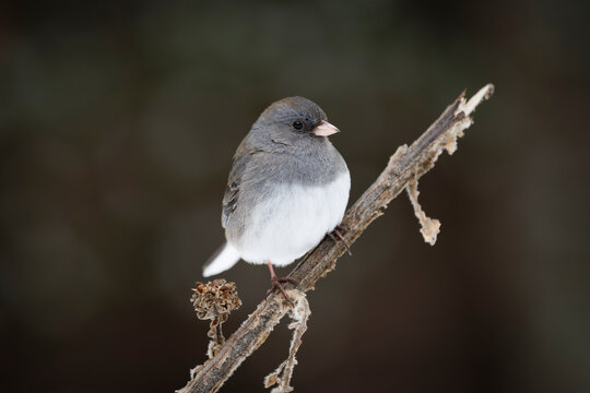 Dark-eyed Junco Perched