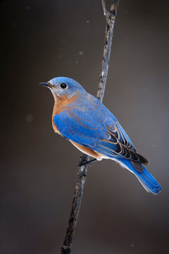 Eastern Bluebird