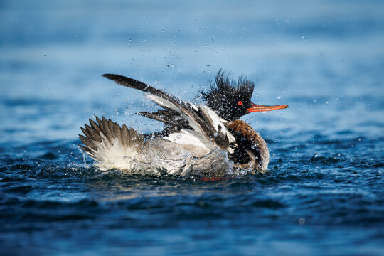 Red-breasted Merganser Bath
