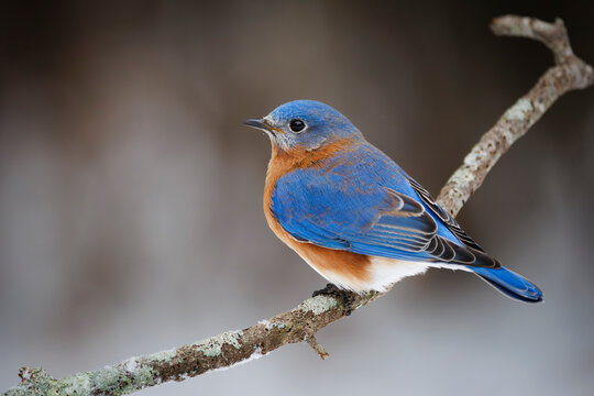 Eastern Bluebird