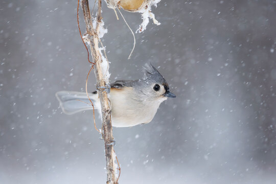 Tufted Titmousein the Snow