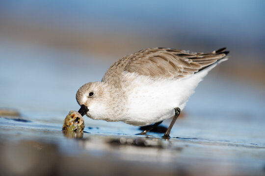 Foraging Dunlin