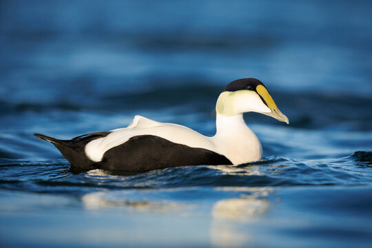 Common Eider